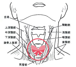 甲状腺